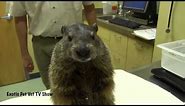 Groundhog Eating a Banana - Exotic Pet Vet Uncut