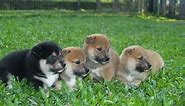 The Best Of Shiba Inu Puppies