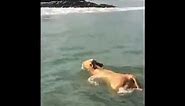 A cow and dolphin swimming together