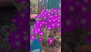 Drosanthemum floribundum - Rosea ice plant