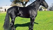 Murgese Horse Info, Origin, History, Pictures