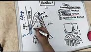 gingiva anatomy - part 1 (Carranza)