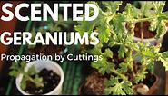 How to Propagate Scented Geranium (Pelargoniums) from Cuttings: Tutorial Gardening for Beginners