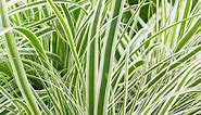 EverColor® Everest Sedge Grass, Carex | American Meadows