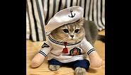 Cute Cats in Costume [Compilation 2019] Like on Catwalk