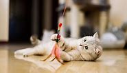 20 fun and easy DIY cat toys that kitties can’t resist