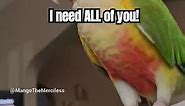 Cannonball! #parrot #funny #anchorman #ronburgundy #nature #pet #instagood #comedy #movie #lovewhatyoudo | Brian Rickaby
