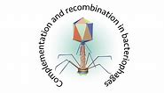 Complementation and recombination in bacteriophages