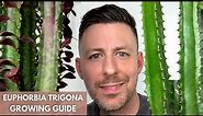 Euphorbia Trigona (African Milk Tree) Care Guide and Growing Tips