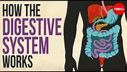 How your digestive system works - Emma Bryce