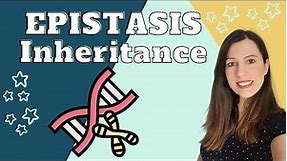 EPISTASIS- A-level Biology Inheritance. Genetic crosses showing how one gene masks another
