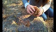 How to harvest pine nuts in the forest