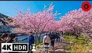 Best Early Sakura near Tokyo - 4K HDR - 3 hours - Japan Cherry Blossoms