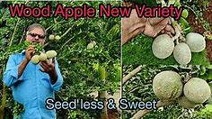 Wood Apple Seedless || Latest Variety Wood Apple || Saptagiri Nursery || 7075858499