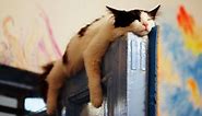 These SLEEPY and CLUMSY CATS and DOGS will make your day - Funny and cute cats and dogs compilation