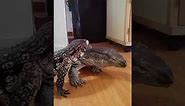 Tegu meets monitor lizard