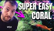Green Star Polyps Are The BEST Soft Coral For Beginners! Care Guide