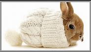 Beautiful Baby Bunnies - The 30 Most Beautiful Baby Bunny Pics