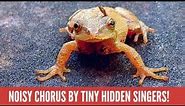 Six fascinating facts about Spring Peepers!