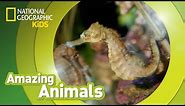 Seahorse | Amazing Animals