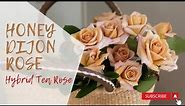 Honey Dijon Rose | Grandiflora Rose | Hybrid Tea Rose
