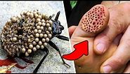 15 Most Deadly and Dangerous Insects in the World