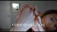 Corn Snake Care For Beginners!