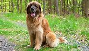 These Popular Brown Dog Breeds Would Make a Perfect Addition to Your Family