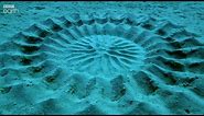 Pufferfish Love Explains Mysterious Underwater Circles