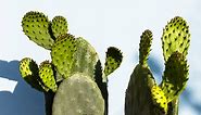 Desert wonder: how prickly pear cactus helps the sk - Weleda