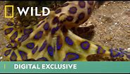 This Killer Octopus Is Both Beauty & Brains | Deadliest Month Ever | National Geographic UK