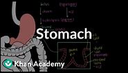Stomach | Gastrointestinal system physiology | NCLEX-RN | Khan Academy