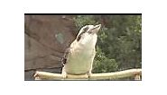 Kookaburra calls-Cincinnati Zoo