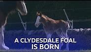 A Baby Clydesdale Horse Is Born | This Farming Life | BBC Scotland