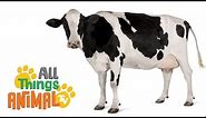 * COWS * | Animals For Kids | All Things Animal TV