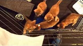 Orange Tabby kittens