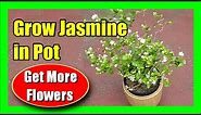 How To Grow Jasmine Plant: How To Care For Jasmine Plants In Pots