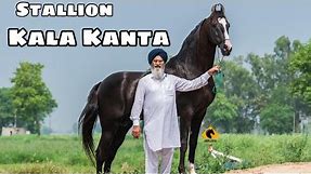 Punjab ~ India’s Top Stallion Kala Kanta | Behbal Stud Farm | King Of Marwari Horses | scoobers