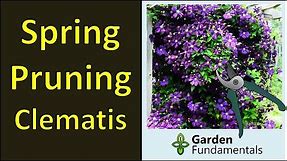 Pruning Clematis in Spring for Maximum Flowers