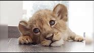 Cute Baby Lion Videos 😍 Baby Lions