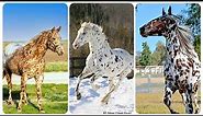 Discovering The Beautiful Appaloosa Horse: A Spotted Equine Beauty
