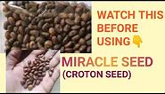 How to properly use miracle seed for, flat tummy, infection, fibroids etc. |Benefits and side effect
