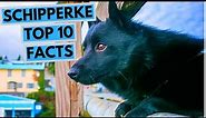 Schipperke - TOP 10 Interesting Facts