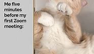 Cat Meme | Sleeping Before Zoom Meeting