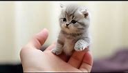 You Laugh You Lose 😂Videos of funny cats and kittens for a good mood!