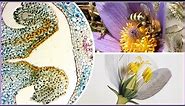 KVĚT ROSTLIN - stavba květu /semeník, prašník, pylová zrna mikroskopem /opylení/oplodnění/květenství