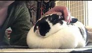 Chubby Bunny Purring | Sweet Pet Rabbit | Bunny Mouf + Dewlap