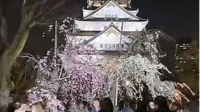 Osaka Castle | Osaka Castle Illumination | Sakura, Cherry Blossom around Osaka Castle