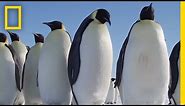 All About the Emperor Penguin | Continent 7: Antarctica