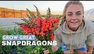 How to Grow Snapdragons as Cut Flowers - From Seed to Harvest